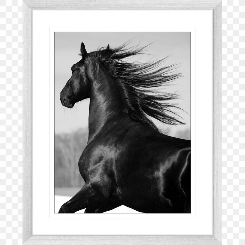 Mustang Stallion Mare Pony Gallop, PNG, 1000x1000px, Mustang, Black, Black And White, Breed, Bridle Download Free
