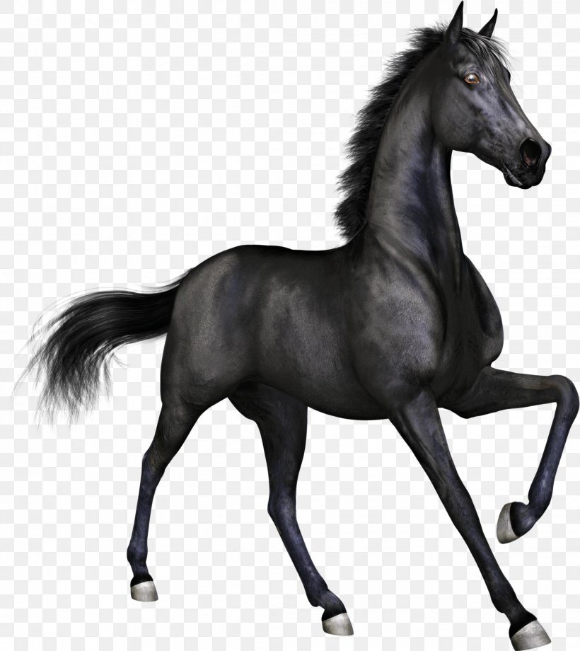 Arabian Horse Stallion Pony Horse Racing, PNG, 2223x2495px, Arabian Horse, Black, Black And White, Bridle, Colt Download Free