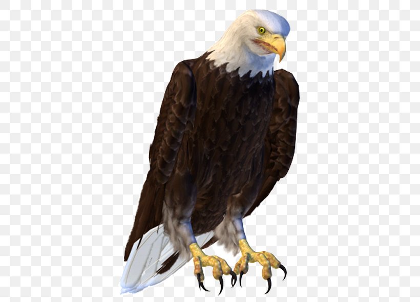 Bald Eagle Bird Hawk Buzzard, PNG, 600x590px, Bald Eagle, Accipitriformes, Beak, Bird, Bird Of Prey Download Free