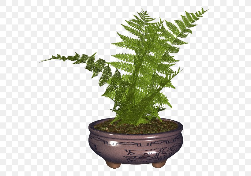 Flowerpot Fern Houseplant, PNG, 600x575px, Flowerpot, Digital Image, Fern, Ferns And Horsetails, Garden Roses Download Free