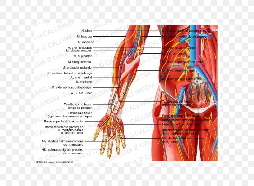 Radial Nerve Forearm Muscle Blood Vessel, PNG, 600x600px, Watercolor, Cartoon, Flower, Frame, Heart Download Free