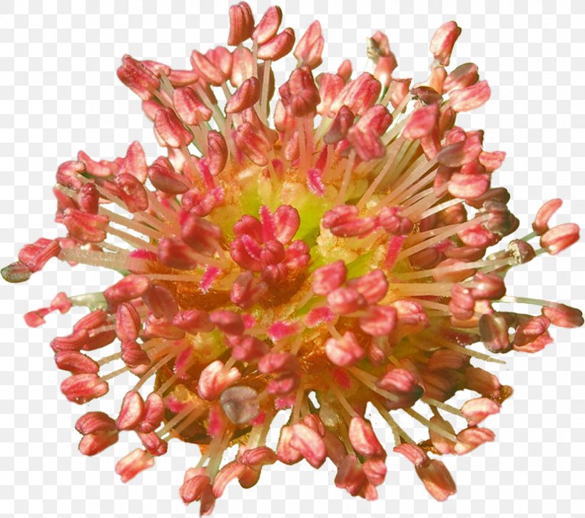 Chrysanthemum Cut Flowers Petal, PNG, 827x733px, Chrysanthemum, Chrysanths, Cut Flowers, Flower, Flowering Plant Download Free