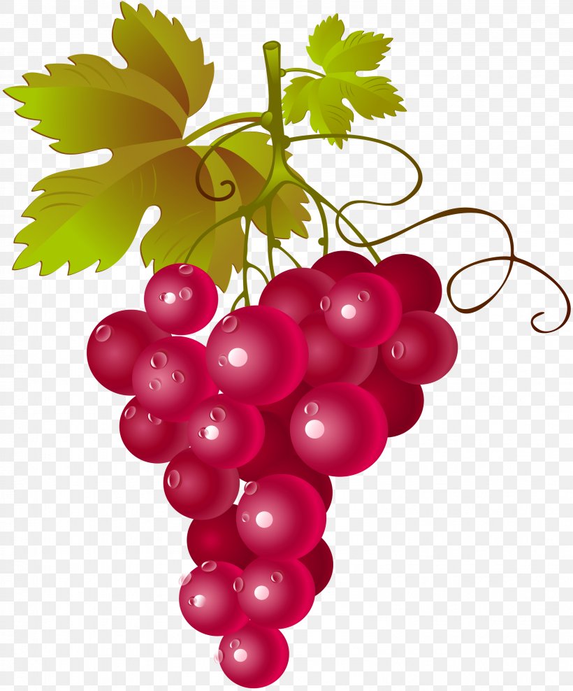 Common Grape Vine Red Wine Concord Grape Muscadine Grape, PNG, 3184x3840px, Common Grape Vine, Berry, Concord Grape, Flowering Plant, Food Download Free