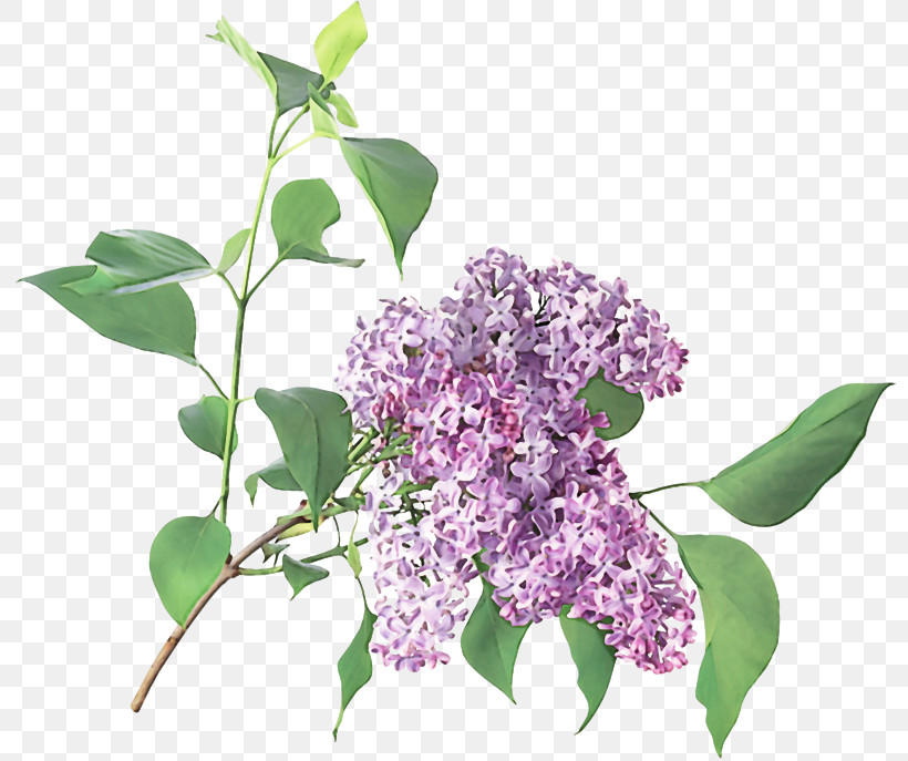 Flower Lilac Plant Lilac Purple, PNG, 800x687px, Flower, Branch, Buddleia, Leaf, Lilac Download Free