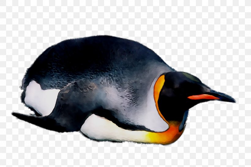 King Penguin Beak, PNG, 1606x1071px, King Penguin, Beak, Bird, Emperor Penguin, Flightless Bird Download Free