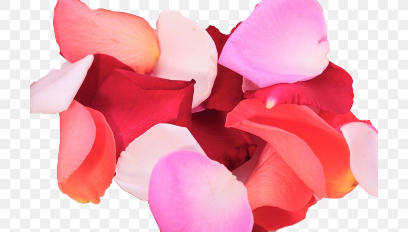 Petal Flower Rose Color, PNG, 700x467px, Petal, Blue, Color, Common Daisy, Cut Flowers Download Free