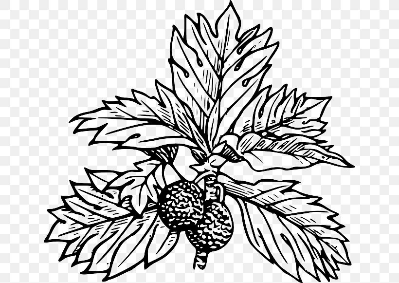 Breadfruit Tree Clip Art, PNG, 640x581px, Breadfruit, Artwork, Black And White, Branch, Commodity Download Free