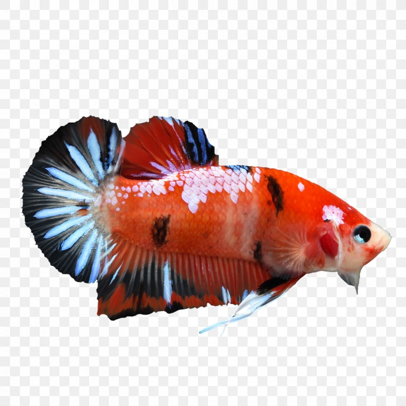 Koi Veiltail Siamese Fighting Fish, PNG, 1200x1200px, Koi, Animal, Color, Color Depth, Fin Download Free