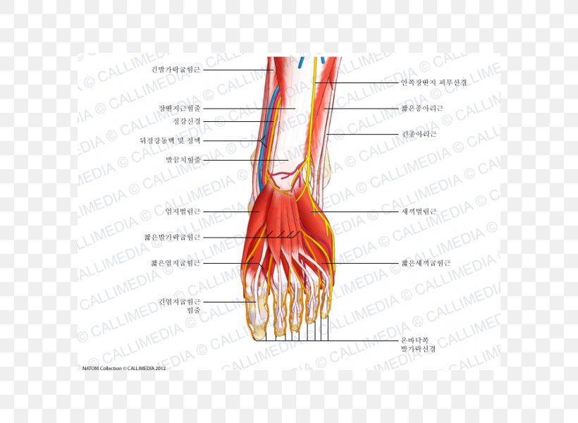 Muscle Nerve Thumb Foot Muscular System, PNG, 600x600px, Watercolor, Cartoon, Flower, Frame, Heart Download Free