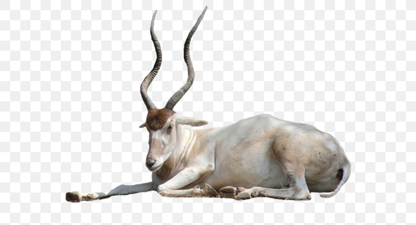 Springbok Antelope Oryx Horn Gazelle, PNG, 600x444px, Springbok, Addax, Animal, Antelope, Antler Download Free