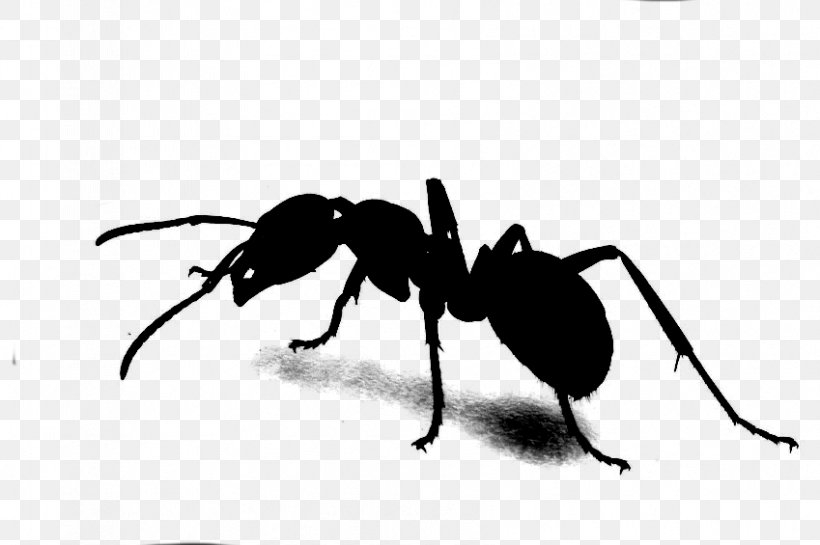 Carpenter Ant Drug Insect Jamu, PNG, 849x565px, Ant, Adverse Effect, Arachnid, Arthropod, Black Download Free
