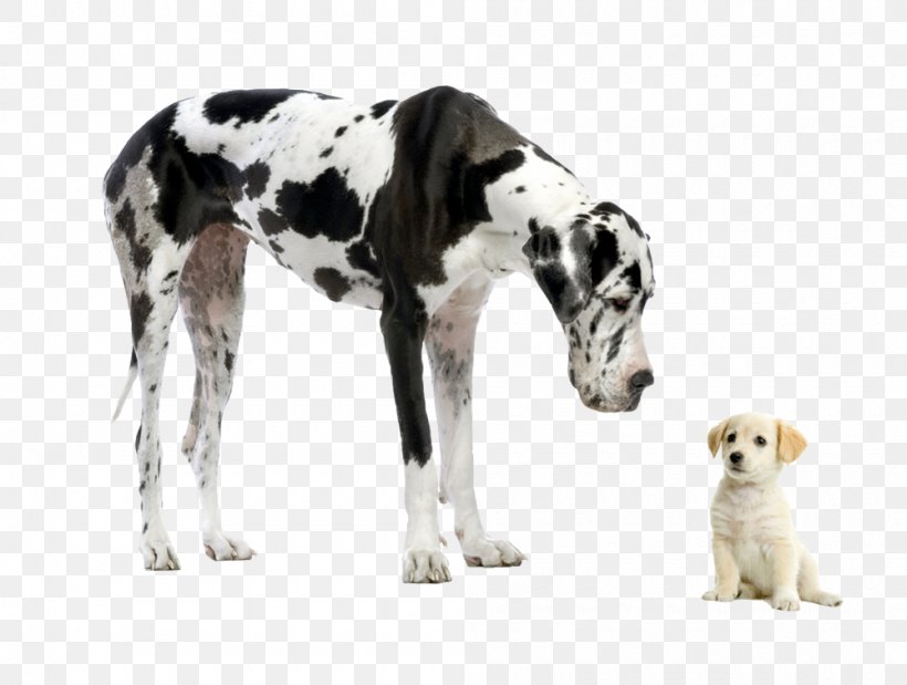Great Dane Puppy Chihuahua Desktop Wallpaper Dog Breed, PNG, 1000x756px, Great Dane, Breed, Carnivoran, Chihuahua, Companion Dog Download Free