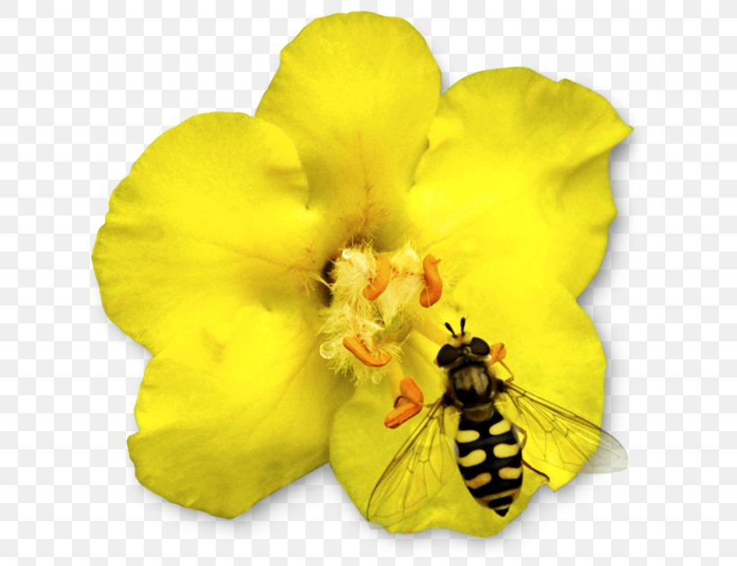 Honey Bee Beneficial Insects Animal, PNG, 640x630px, Honey Bee, Animal, Animal Bite, Bee, Beneficial Insects Download Free