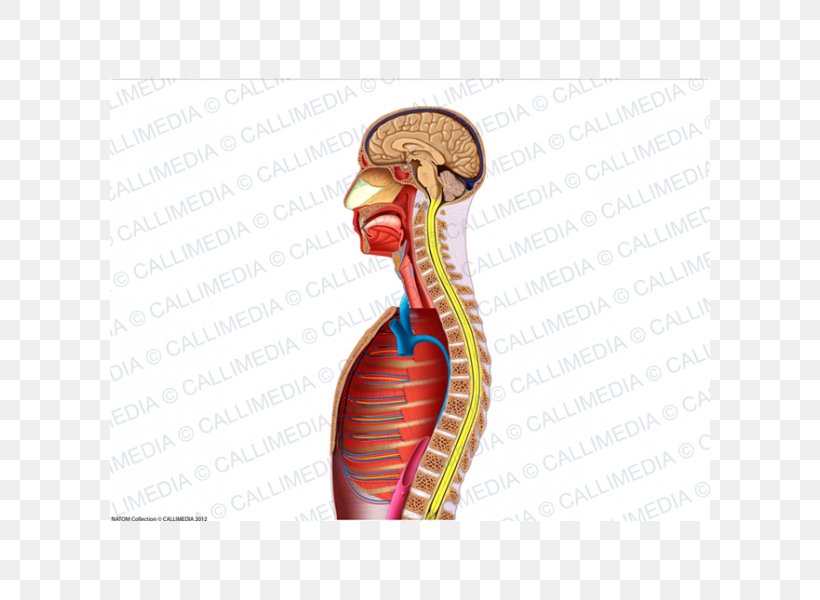 Thumb Muscle Nerve Blood Vessel Neck, PNG, 600x600px, Watercolor, Cartoon, Flower, Frame, Heart Download Free