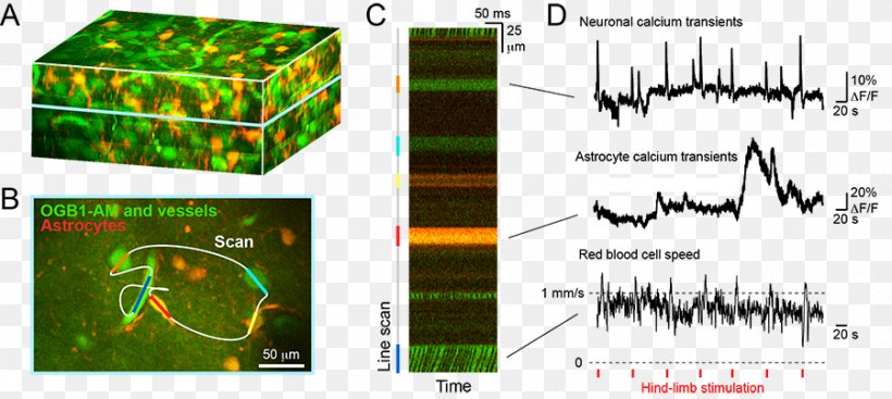 Two-photon Excitation Microscopy Somatosensory System Brain Cerebral Cortex Clip Art, PNG, 900x403px, Twophoton Excitation Microscopy, Area, Astrocyte, Blood Vessel, Brain Download Free