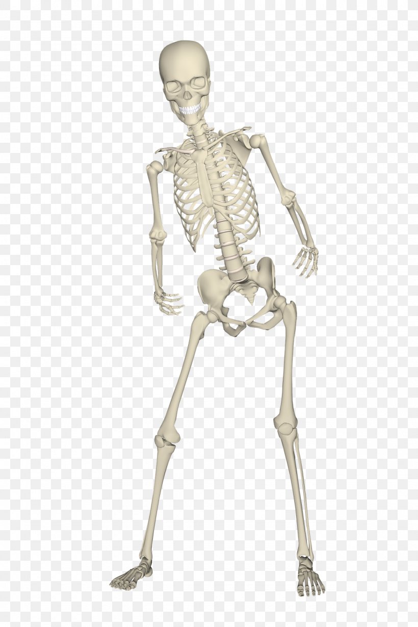 Human Skeleton Skull Bone, PNG, 1280x1920px, Human Skeleton, Anatomy, Arm, Bone, Costume Design Download Free