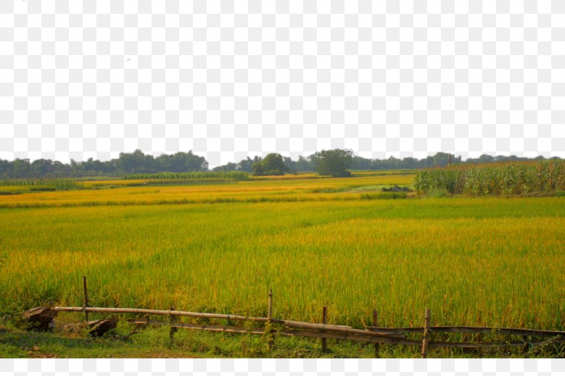 Paddy Field Agriculture, PNG, 1024x683px, Paddy Field, Agriculture, Common Wheat, Crop, Designer Download Free