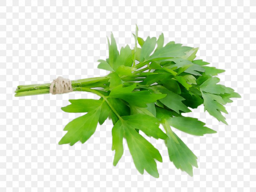 Parsley Lovage Coriander Salsa Verde Spice, PNG, 2273x1705px, Parsley, Celery, Chervil, Chinese Celery, Common Sage Download Free