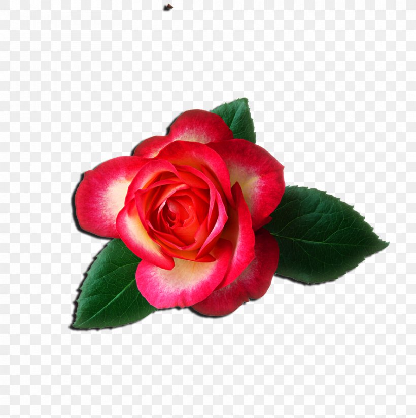 Rose Free Content Clip Art, PNG, 885x891px, Rose, Artificial Flower, Black Rose, Blog, Camellia Download Free
