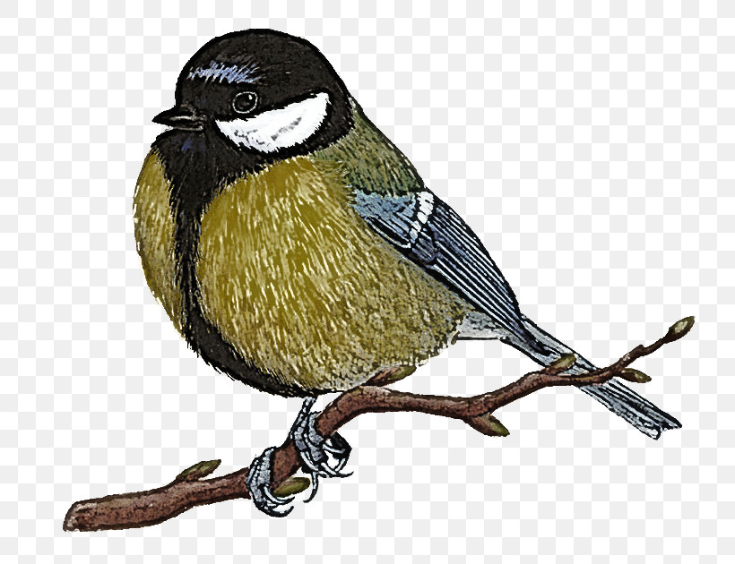 Tit House Sparrow Finches Beak 326, PNG, 751x630px, Tit, Beak, Finches, House Sparrow, Passerine Download Free