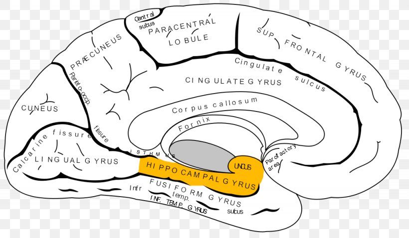 Anterior Cingulate Cortex Prefrontal Cortex Cerebral Cortex Frontal Lobe, PNG, 1025x598px, Watercolor, Cartoon, Flower, Frame, Heart Download Free