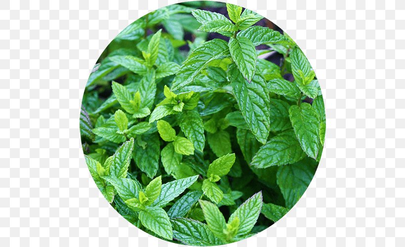 Peppermint Spearmint Herb Plants Mint Chocolate Chip, PNG, 500x500px, Peppermint, Chard, Herb, Leaf, Medicinal Plants Download Free