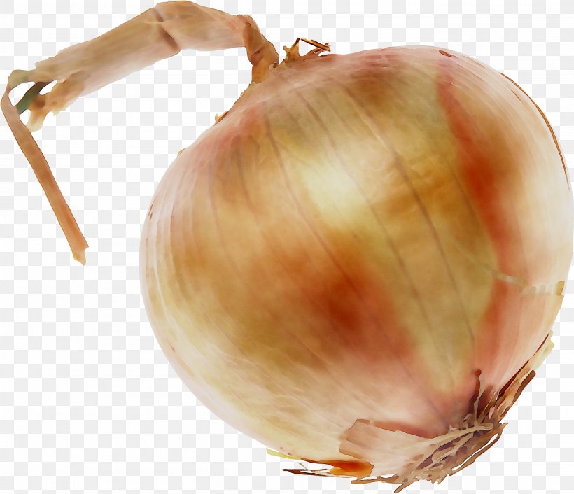 Yellow Onion Shallots Red Onion, PNG, 2721x2344px, Yellow Onion, Allium, Food, Onion, Plant Download Free