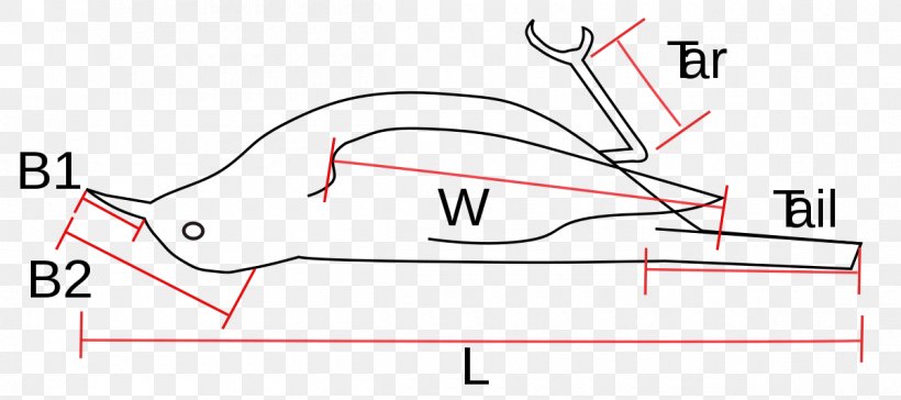 Bird Measurement Geometric Morphometrics In Anthropology Ornithology, PNG, 1200x534px, Watercolor, Cartoon, Flower, Frame, Heart Download Free