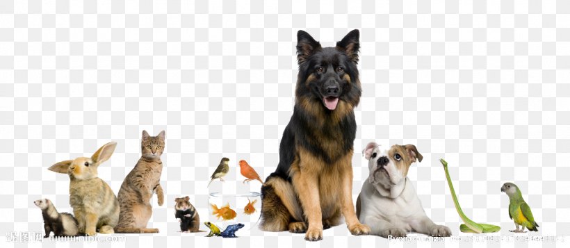Dog Cat Pet Sitting Pet Shop, PNG, 1024x447px, Dog, Animal, Blessing Of Animals, Cat, Dog Breed Download Free