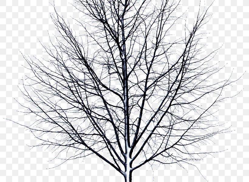 Winter Storm Snow Stock Photography, PNG, 800x600px, Winter, Autumn, Black And White, Branch, Can Stock Photo Download Free