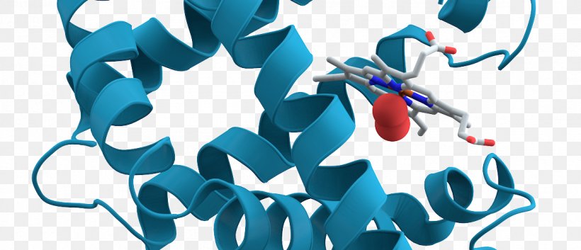 Biochemistry Protein Myoglobin Molecular Biology, PNG, 1159x500px, Biochemistry, Art, Bioinorganic Chemistry, Biology, Biomolecule Download Free