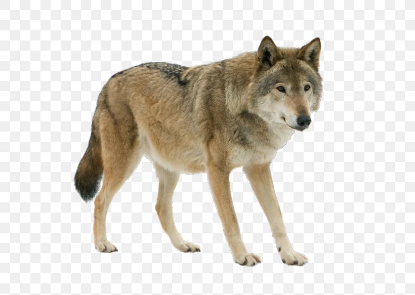 Dog Arctic Wolf Eurasian Wolf Stock Photography Iberian Wolf, PNG, 700x583px, Dog, Arctic Wolf, Canidae, Canis, Canis Lupus Tundrarum Download Free