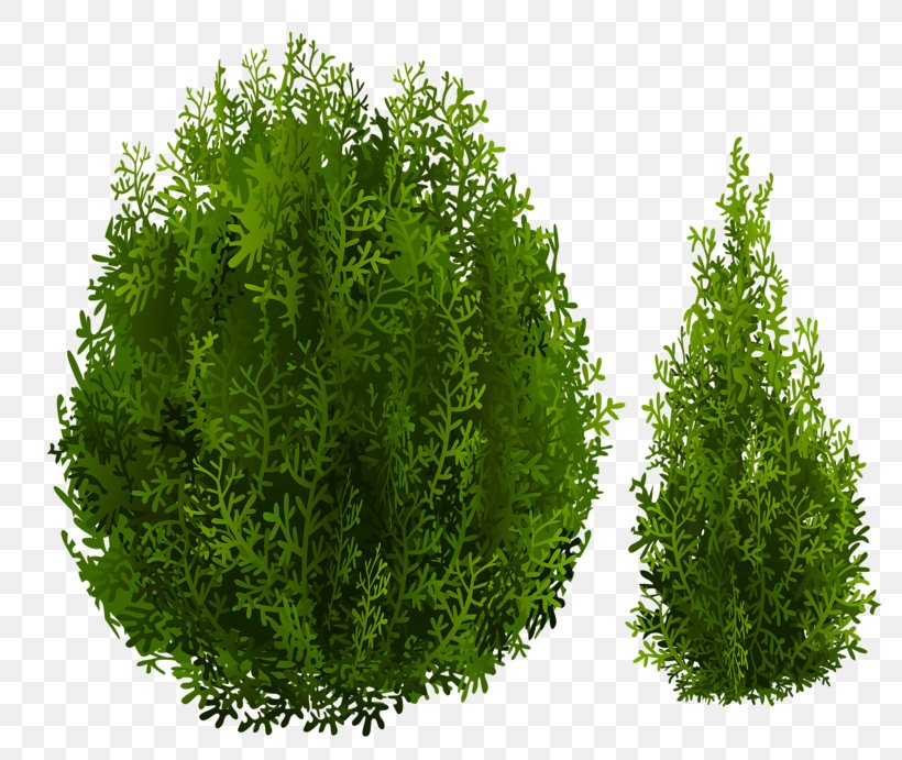 Tree Shrub Nordmann Fir, PNG, 800x691px, Tree, Arborvitae, Biome, Box, Evergreen Download Free