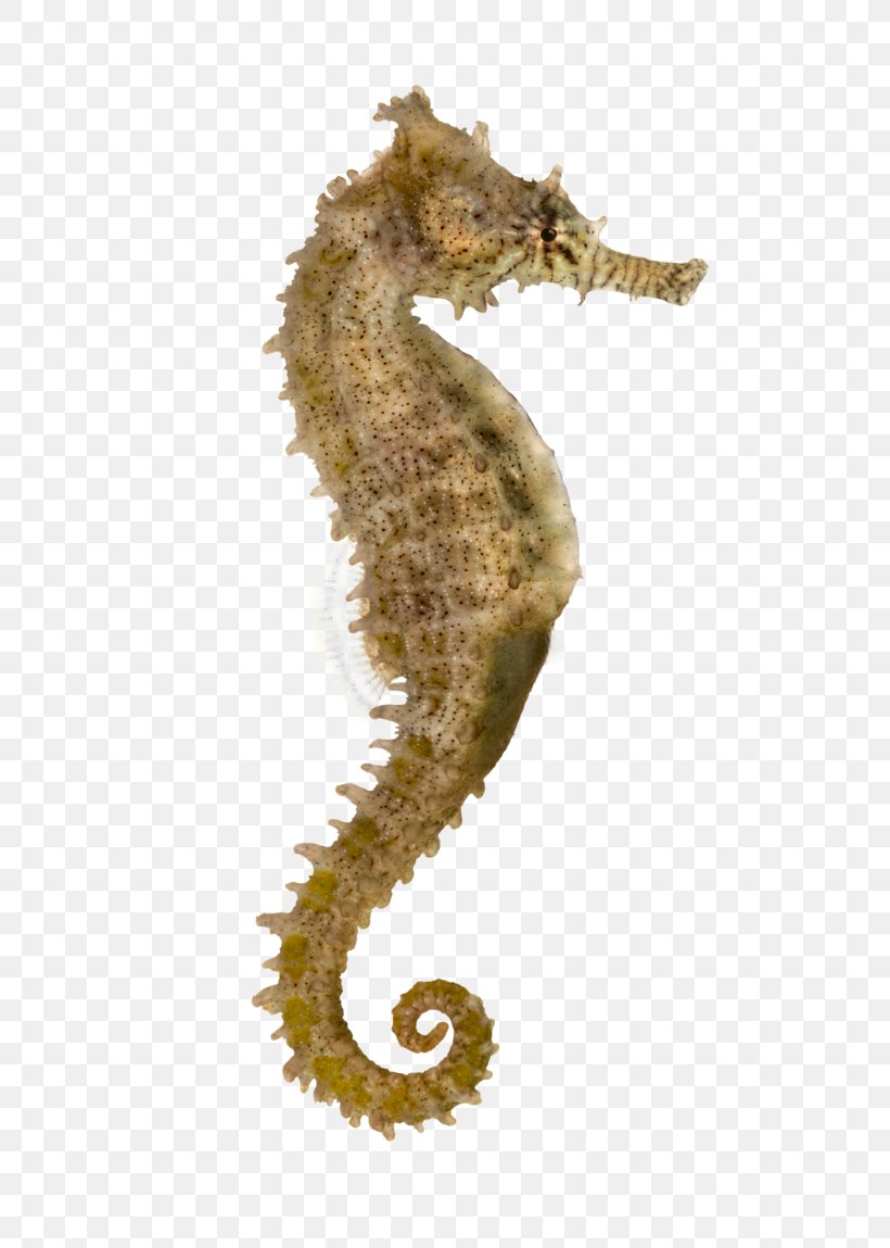 Yellow Seahorse Pacific Seahorse Longsnout Seahorse Syngnathidae Stock Photography, PNG, 695x1149px, Yellow Seahorse, Animal, Fish, Organism, Pacific Seahorse Download Free