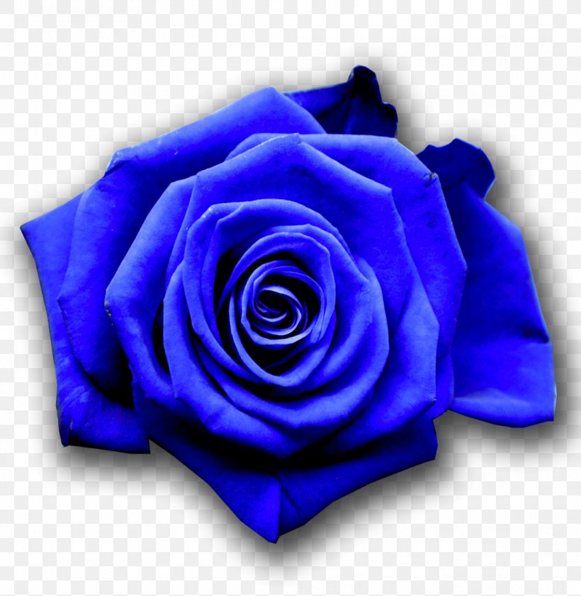 Blue Rose Flower Desktop Wallpaper, PNG, 1037x1066px, Blue Rose, Blue, Cobalt Blue, Color, Cut Flowers Download Free