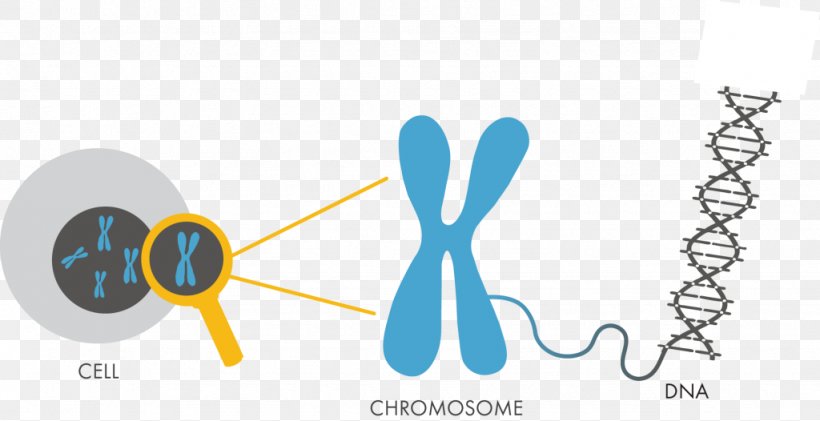 DNA Chromosome Genetics Nucleotide Cell, PNG, 1024x526px, Dna, Adenine, Cell, Cell Nucleus, Chromosome Download Free