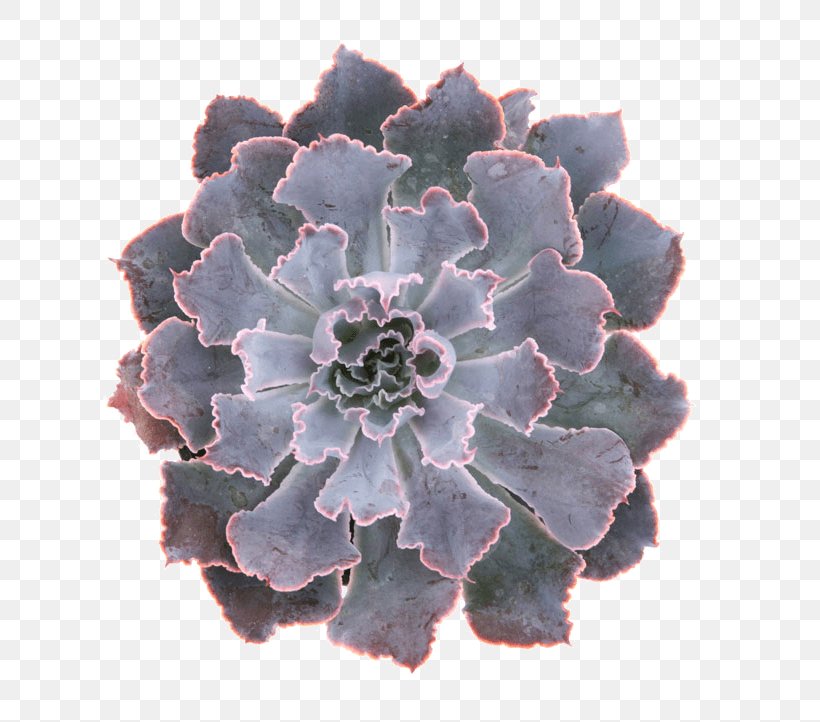 Echeveria Elegans Echeveria Agavoides Succulent Plant Cactaceae, PNG, 722x722px, Echeveria Elegans, Cactaceae, Caudex, Echeveria, Echeveria Agavoides Download Free