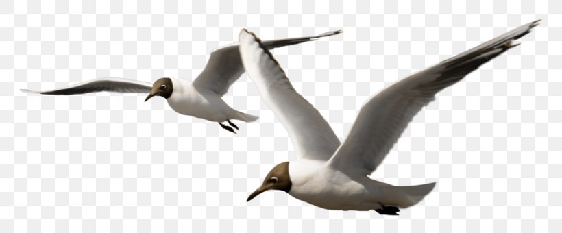 European Herring Gull Great Black-backed Gull Bird, PNG, 1024x425px, European Herring Gull, Adobe Flash, Animal Figure, Animal Migration, Auk Download Free