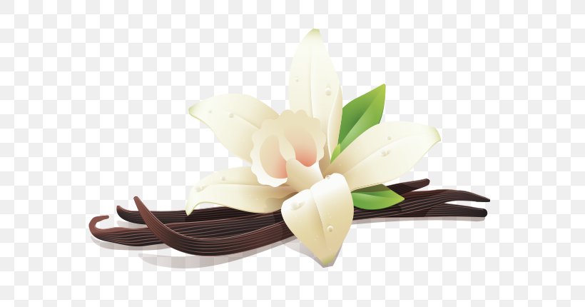 Flat-leaved Vanilla Whey Kajang Flavor, PNG, 712x430px, Vanilla, Cut Flowers, Flatleaved Vanilla, Flavor, Flower Download Free