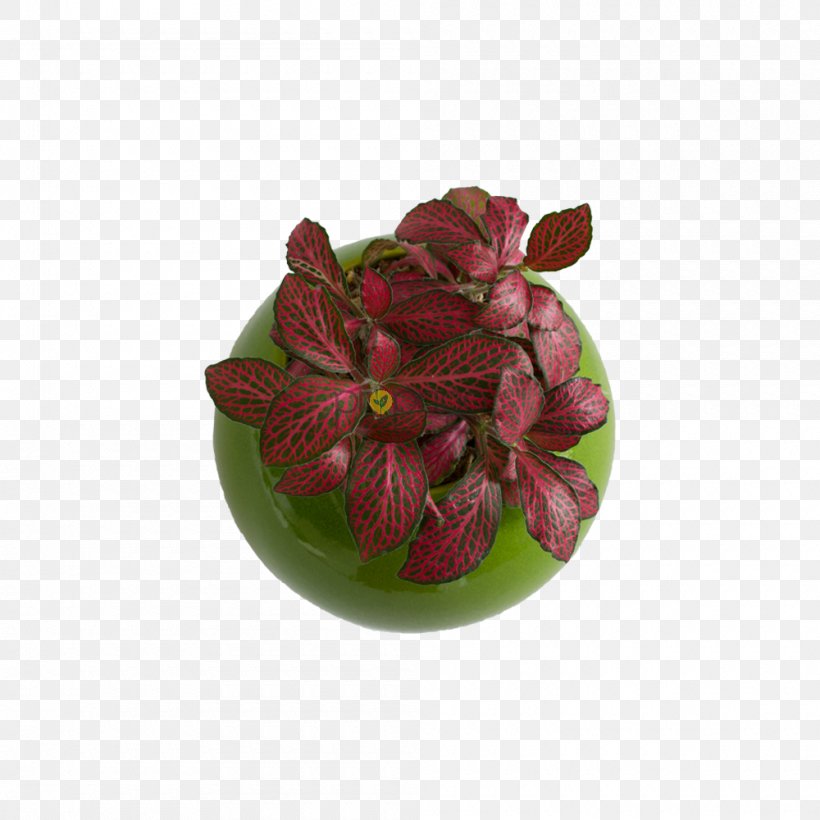 Flowerpot Magenta, PNG, 1000x1000px, Flower, Flowerpot, Magenta Download Free