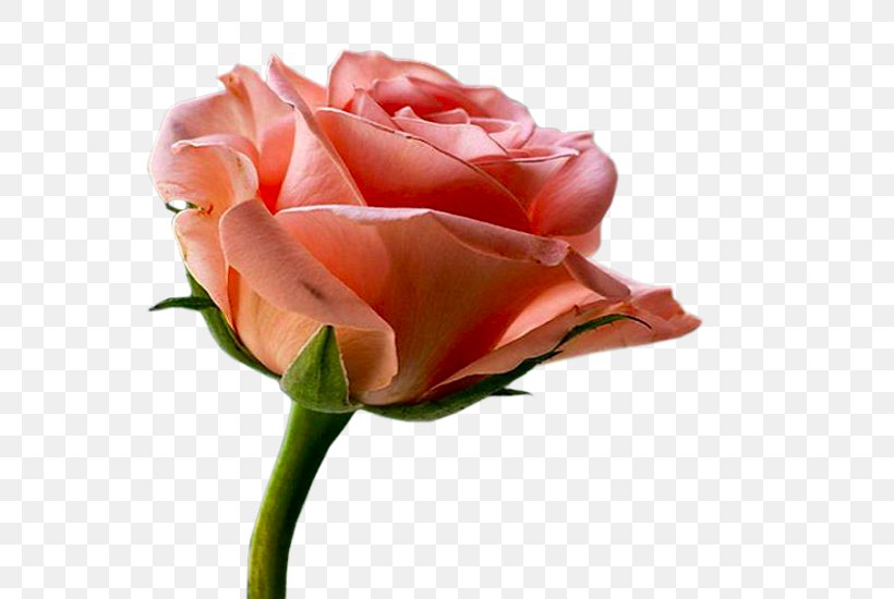 Garden Roses Floribunda Cabbage Rose Hamd Allah, PNG, 700x550px, Garden Roses, Allah, Basmala, Botany, Bud Download Free