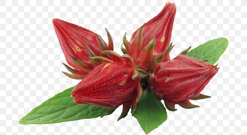 Hibiscus Tea Jamaican Cuisine Roselle Flower, PNG, 700x449px, Hibiscus Tea, Aguas Frescas, Alstroemeriaceae, Drink, Flower Download Free