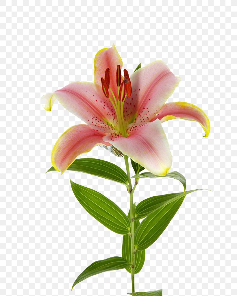 Lily Photography, PNG, 683x1024px, Lilium, Alstroemeriaceae, Cut Flowers, Floral Design, Floristry Download Free