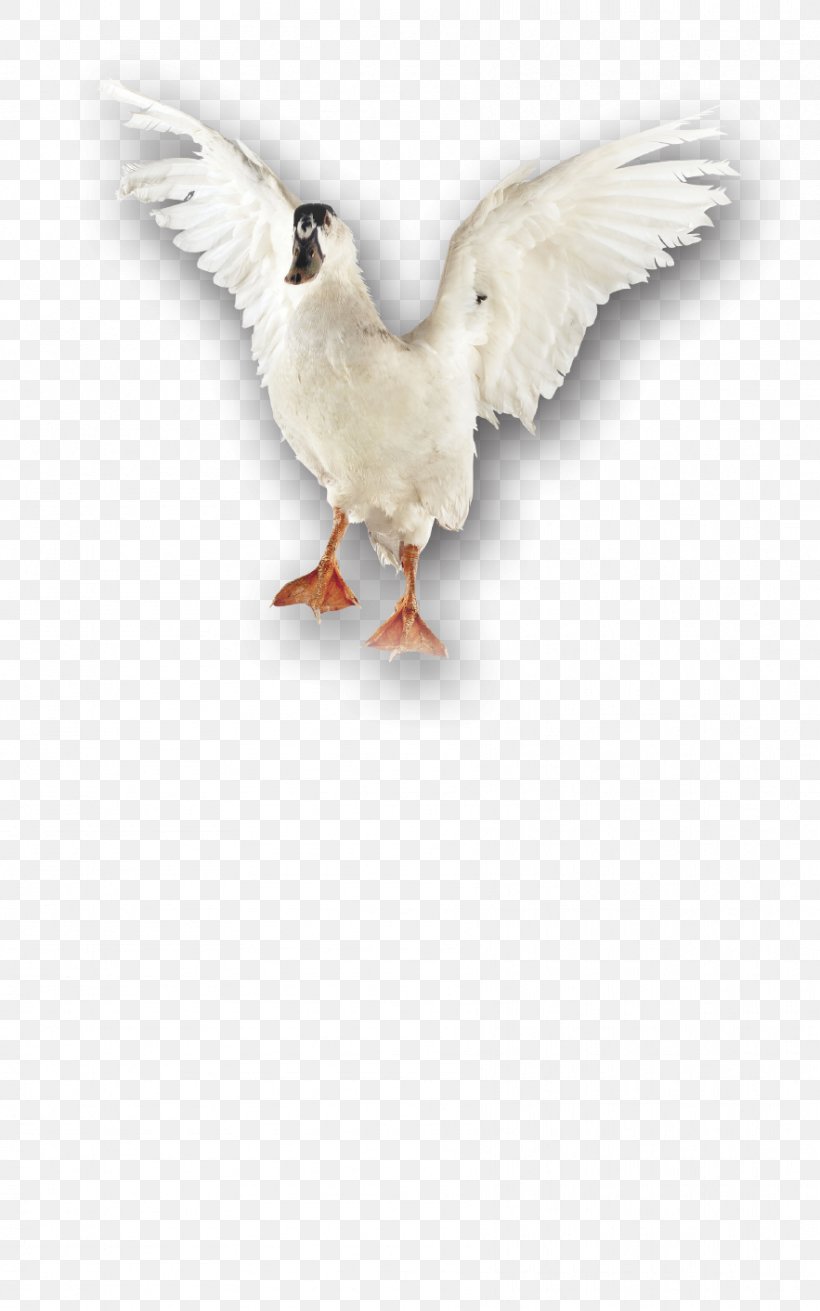 Beak Goose Cygnini Duck Bird, PNG, 883x1412px, Beak, Anatidae, Bird, Cygnini, Duck Download Free