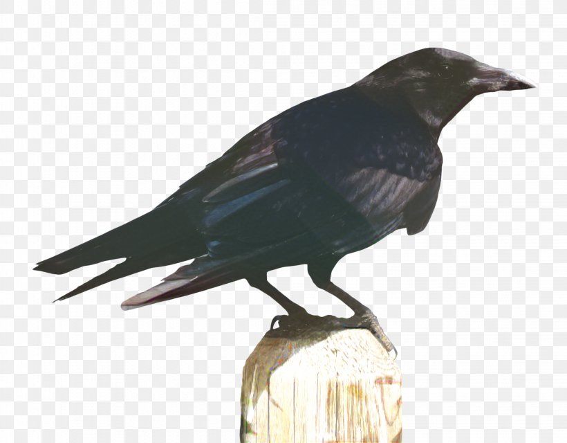 Bird Cartoon, PNG, 2246x1755px, American Crow, Beak, Bird, Carrion Crow, Common Blackbird Download Free