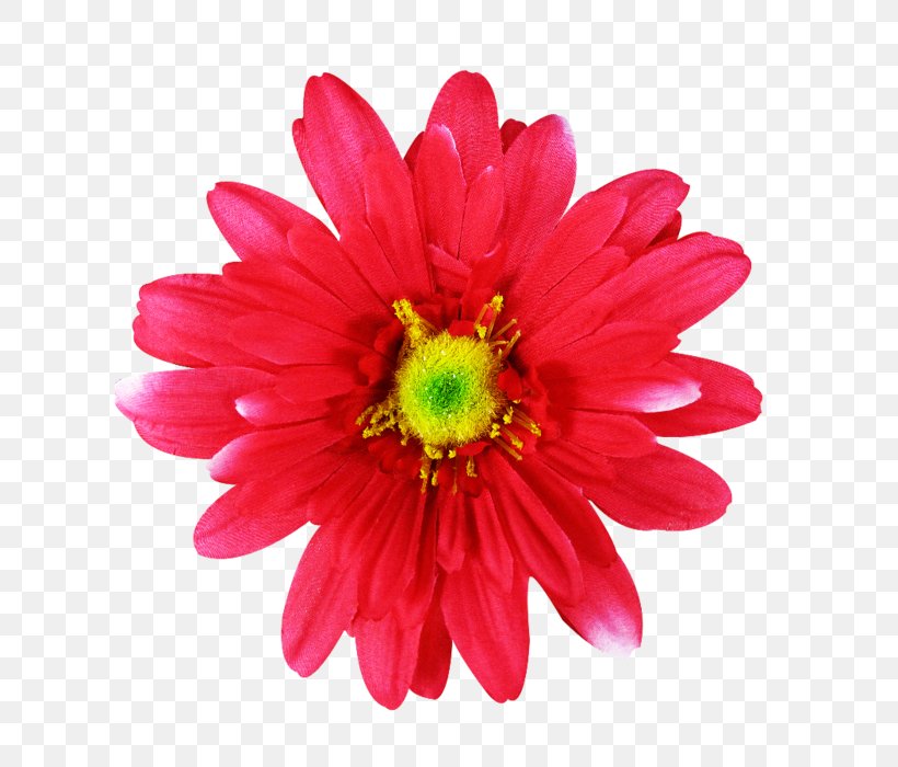 Common Daisy Pink Flowers Dahlia, PNG, 700x700px, Common Daisy, Annual Plant, Chrysanths, Color, Cut Flowers Download Free