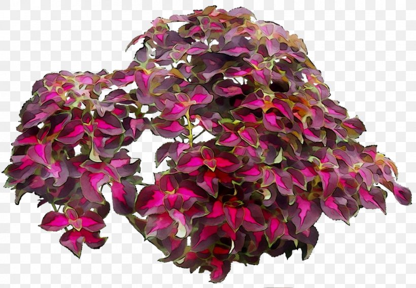 Cut Flowers Magenta Flowering Plant Plants, PNG, 1110x769px, Cut Flowers, Bougainvillea, Cornales, Fashion Accessory, Flower Download Free