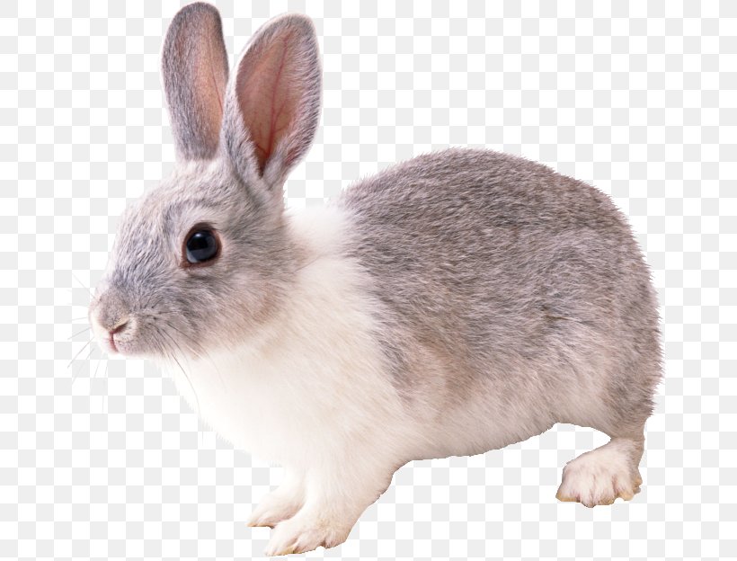 Domestic Rabbit Hare, PNG, 670x624px, Domestic Rabbit, Fauna, Fur, Hare, Image File Formats Download Free