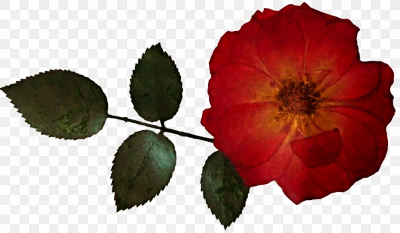 Garden Roses Clip Art Flower Floral Design, PNG, 1024x597px, Garden Roses, Decoupage, Floral Design, Flower, Flowering Dogwood Download Free