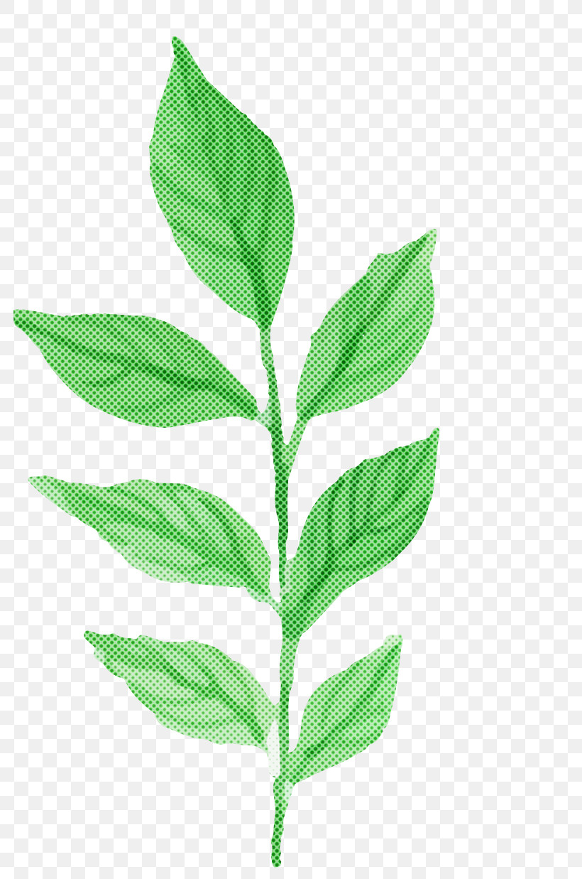 Leaf Flower Plant Plant Stem Herb, PNG, 782x1237px, Leaf, Flower, Herb, Herbaceous Plant, Plant Download Free